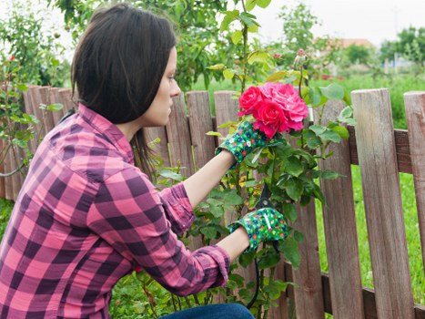 Pruned shrubs and trees in a meticulously maintained Sutton garden